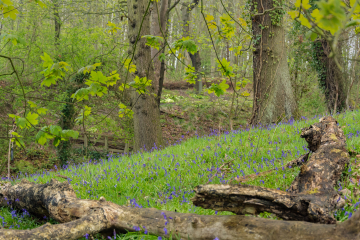 Spring Gill bluebells - Ian April 2019 2.jpg